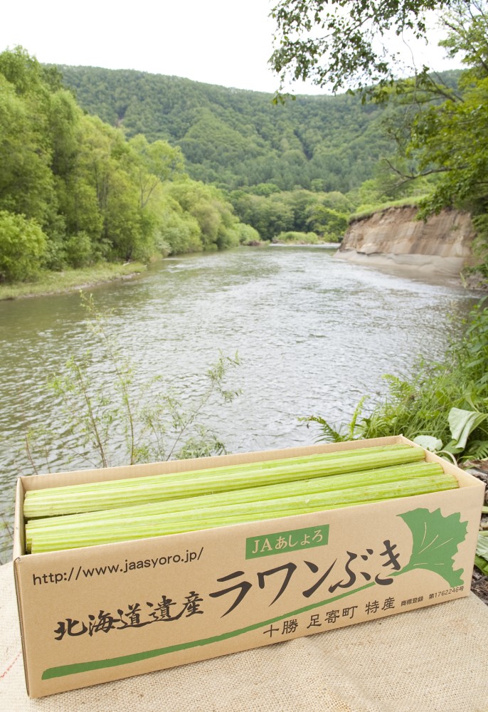 日本一巨大なフキとして知られる、足寄町の特産品「ラワンぶき」